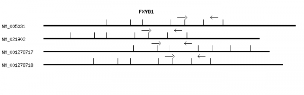 Human FXYD1 qPCR primer set (NM_005031)