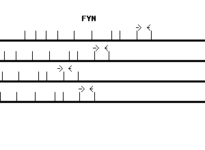 Human FYN qPCR primer set (NM_002037)