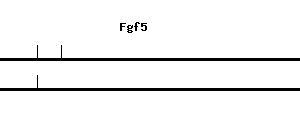 Mouse Fgf5 qPCR primer set (NM_010203)