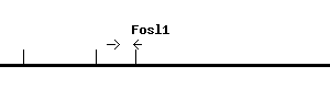 Mouse Fosl1 qPCR primer set (NM_010235)