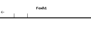 Mouse Foxh1 qPCR primer set (NM_007989)