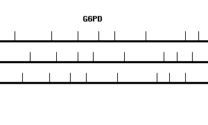 Human G6PD qPCR primer set (NM_000402)