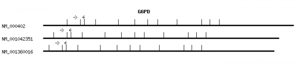 Human G6PD qPCR primer set (NM_000402)