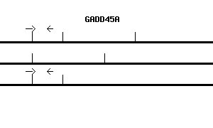 Human GADD45A qPCR primer set (NM_001924)