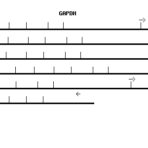 Human GAPDH qPCR primer set (NM_002046)