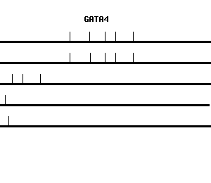 Human GATA4 qPCR primer set (NM_002052)