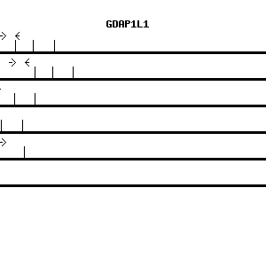 Human GDAP1L1 qPCR primer set (NM_024034)