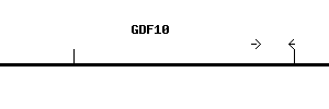 Human GDF10 qPCR primer set (NM_004962)
