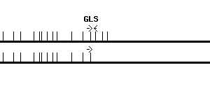 Human GLS qPCR primer set (NM_014905)