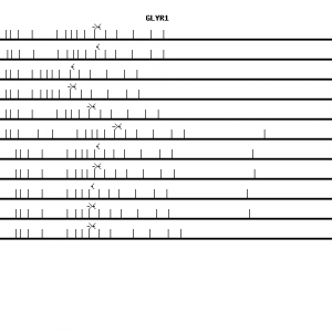 Human GLYR1 qPCR primer set (NM_032569)