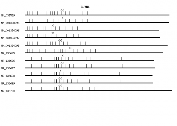 Human GLYR1 qPCR primer set (NM_032569)