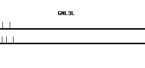 Human GNL3L qPCR primer set (NM_019067)