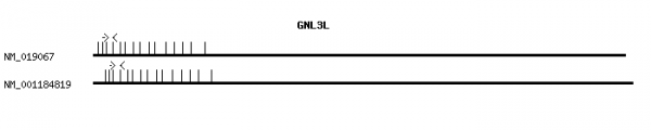 Human GNL3L qPCR primer set (NM_019067)