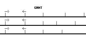Human GNMT qPCR primer set (NM_018960)