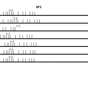 Human GPI qPCR primer set (NM_000175)