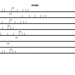 Human GPM6A qPCR primer set (NM_005277)