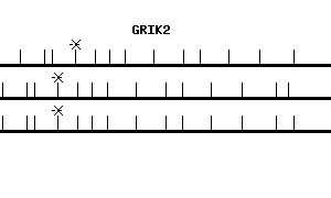 Human GRIK2 qPCR primer set (NM_021956)