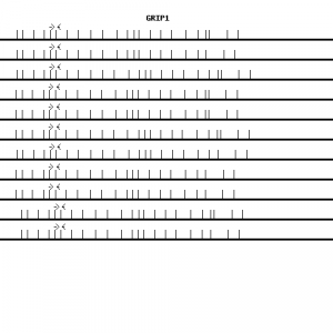 Human GRIP1 qPCR primer set (NM_021150)