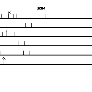 Human GRM4 qPCR primer set (NM_000841)