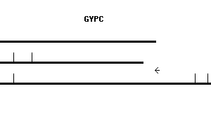 Human GYPC qPCR primer set (NM_002101)