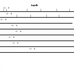Mouse Gapdh qPCR primer set (NM_008084)
