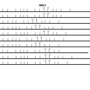 Human HDAC3 qPCR primer set (NM_003883)