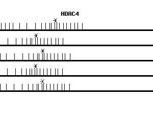 Human HDAC4 qPCR primer set (NM_006037)