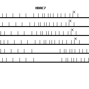 Human HDAC7 qPCR primer set (NM_015401)