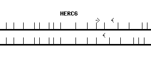 Human HERC6 qPCR primer set (NM_017912)