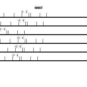 Human HHAT qPCR primer set (NM_018194)