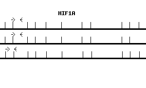 Human HIF1A qPCR primer set (NM_001530)