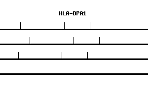 Human HLA-DPA1 qPCR primer set (NM_033554)