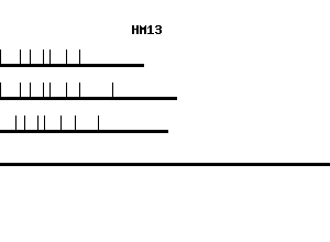 Human HM13 qPCR primer set (NM_030789)