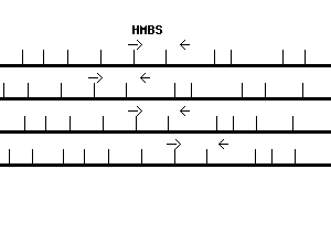 Human HMBS qPCR primer set (NM_000190)