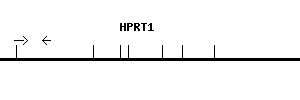 Human HPRT1 qPCR primer set (NM_000194)