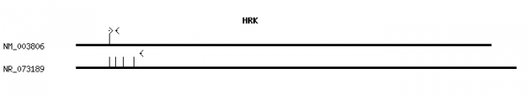 Human HRK qPCR primer set (NM_003806)