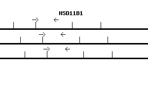 Human HSD11B1 qPCR primer set (NM_005525)