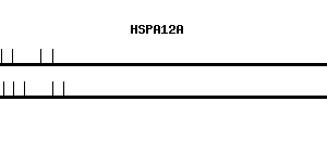 Human HSPA12A qPCR primer set (NM_025015)
