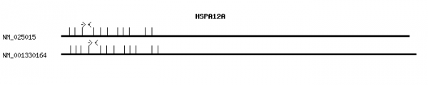 Human HSPA12A qPCR primer set (NM_025015)