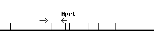 Mouse Hprt qPCR primer set (NM_013556)