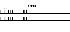 Human IGF1R qPCR primer set (NM_000875)