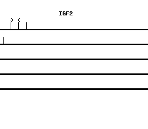 Human IGF2 qPCR primer set (NM_000612)