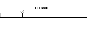 Human IL13RA1 qPCR primer set (NM_001560)