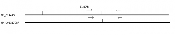 Human IL17B qPCR primer set (NM_014443)