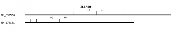 Human IL1F10 qPCR primer set (NM_032556)