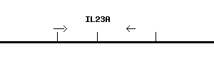 Human IL23A qPCR primer set (NM_016584)