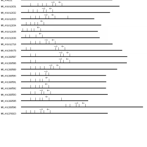 Human IL32 qPCR primer set (NM_004221)