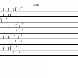 Human IL33 qPCR primer set (NM_033439)