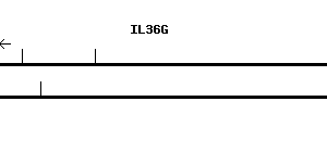 Human IL36G qPCR primer set (NM_019618)