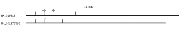 Human IL36G qPCR primer set (NM_019618)